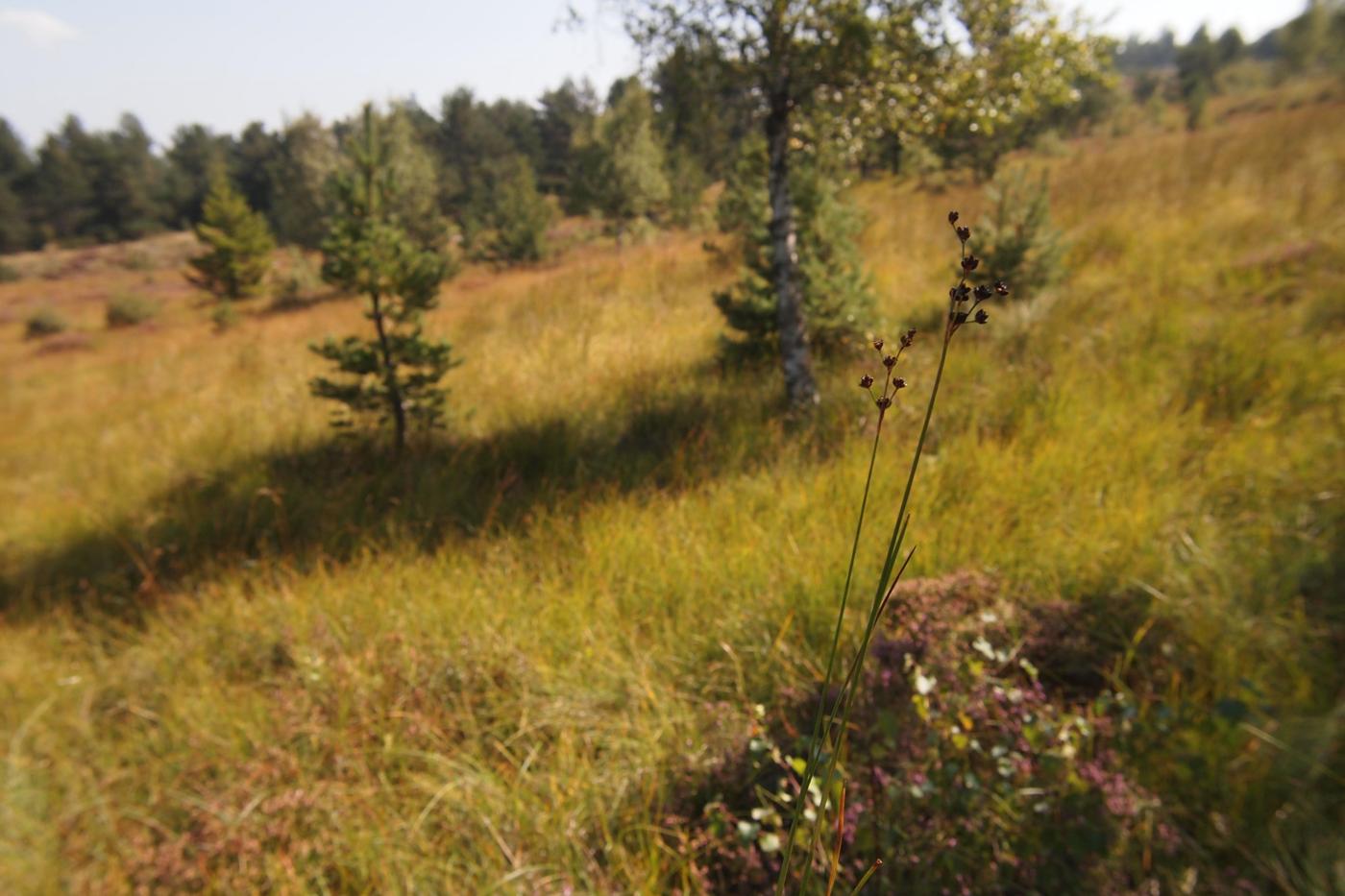 Rush, Alpine plant